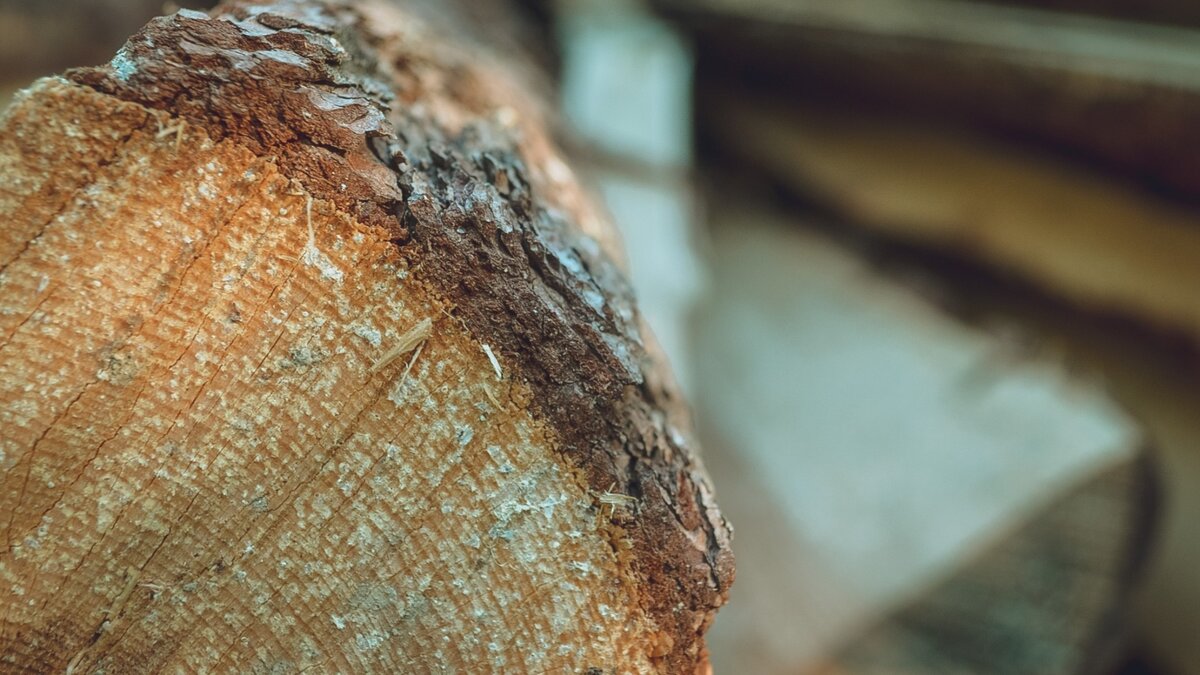     Казанская межрайонная природоохранная прокуратура выявила нарушения при вырубке деревьев под строительство нового ЖК у трассы М-7. Соответствующий ответ ведомства в распоряжение Inkazan передали местные жители.