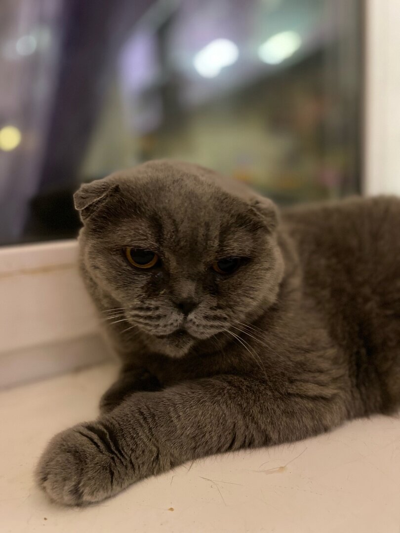 Мисси. Шотландская вислоухая