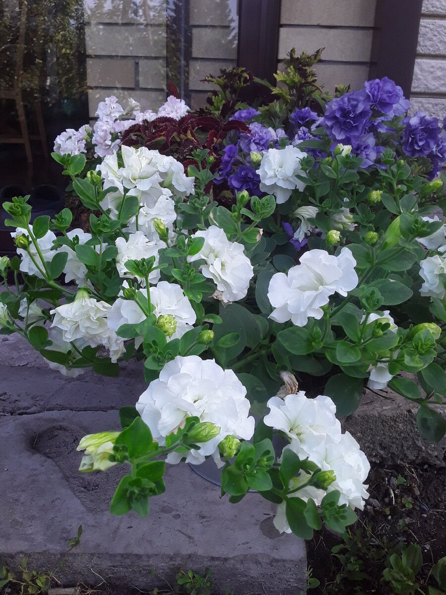 Растения контейнерного сада этим летом определенно удались