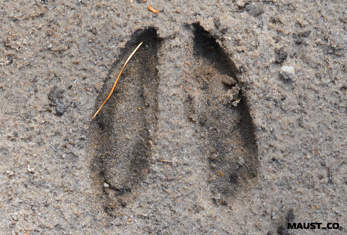 Следы - это один из вариантов ,они отличаются от пола особи и возраста . Погрызы на деревьях - любители обгладывать кору и точить рога. Фикалии - при учете здорового кишечного тракта.