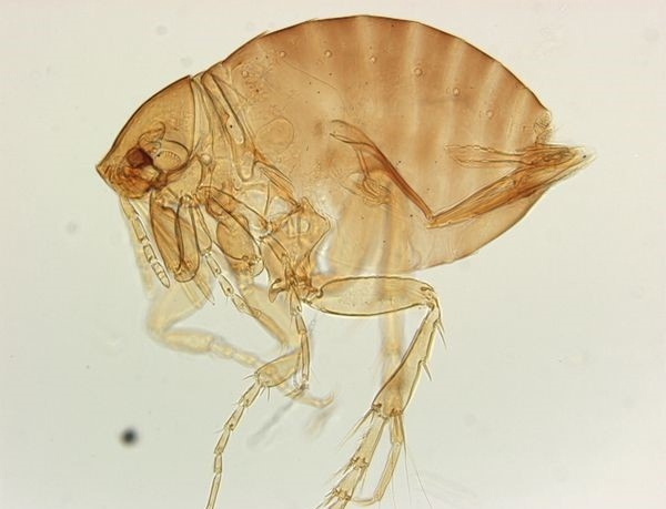 Протокольная рожа номер раз — бразильская песчаная блоха. Также её называют проницающей из-за дурной привычки впиваться в кожу жертвы. 