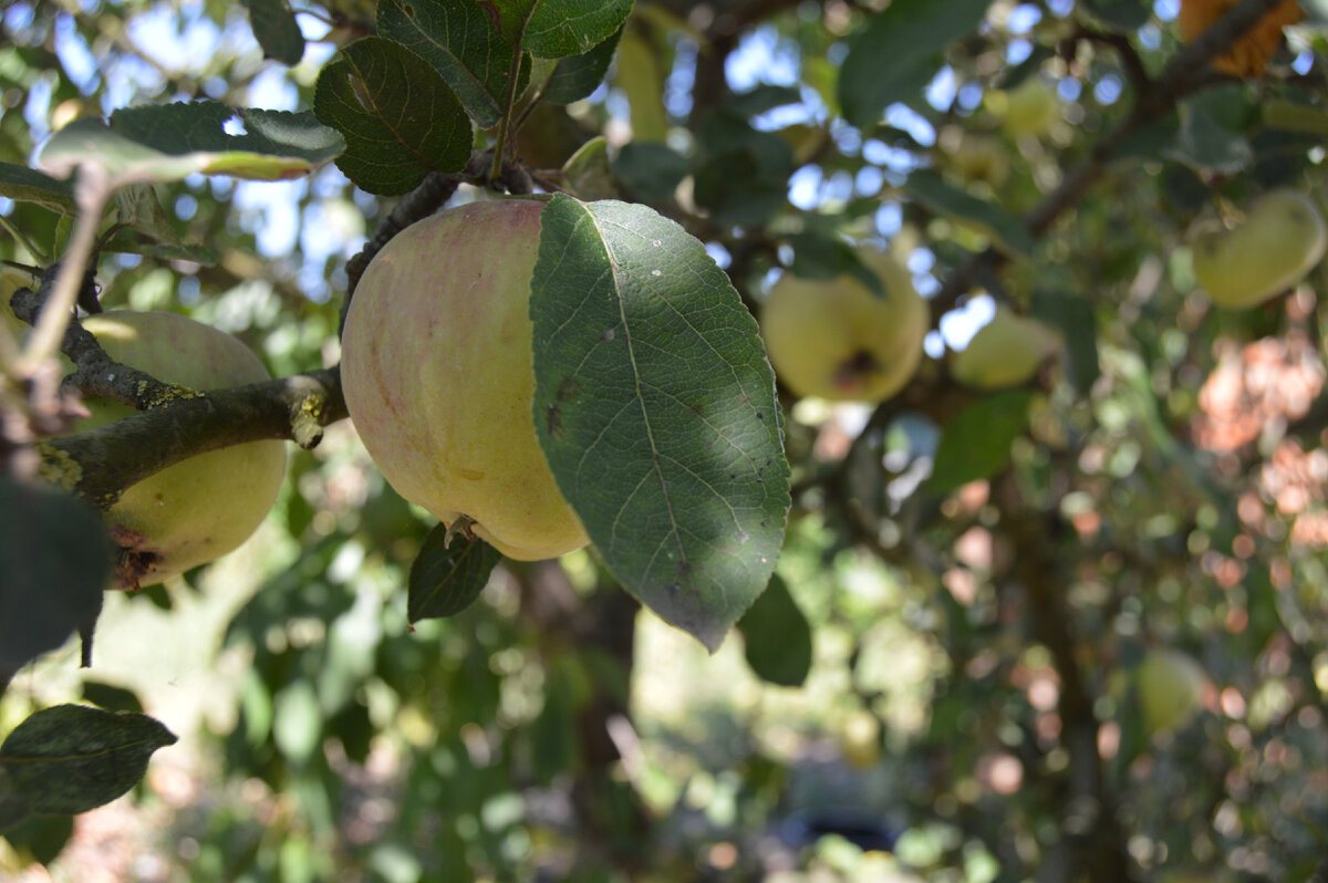 Фото автора. 20.08.2023. Это яблоко ещё зелёное, только к осени оно станет бордово красным.