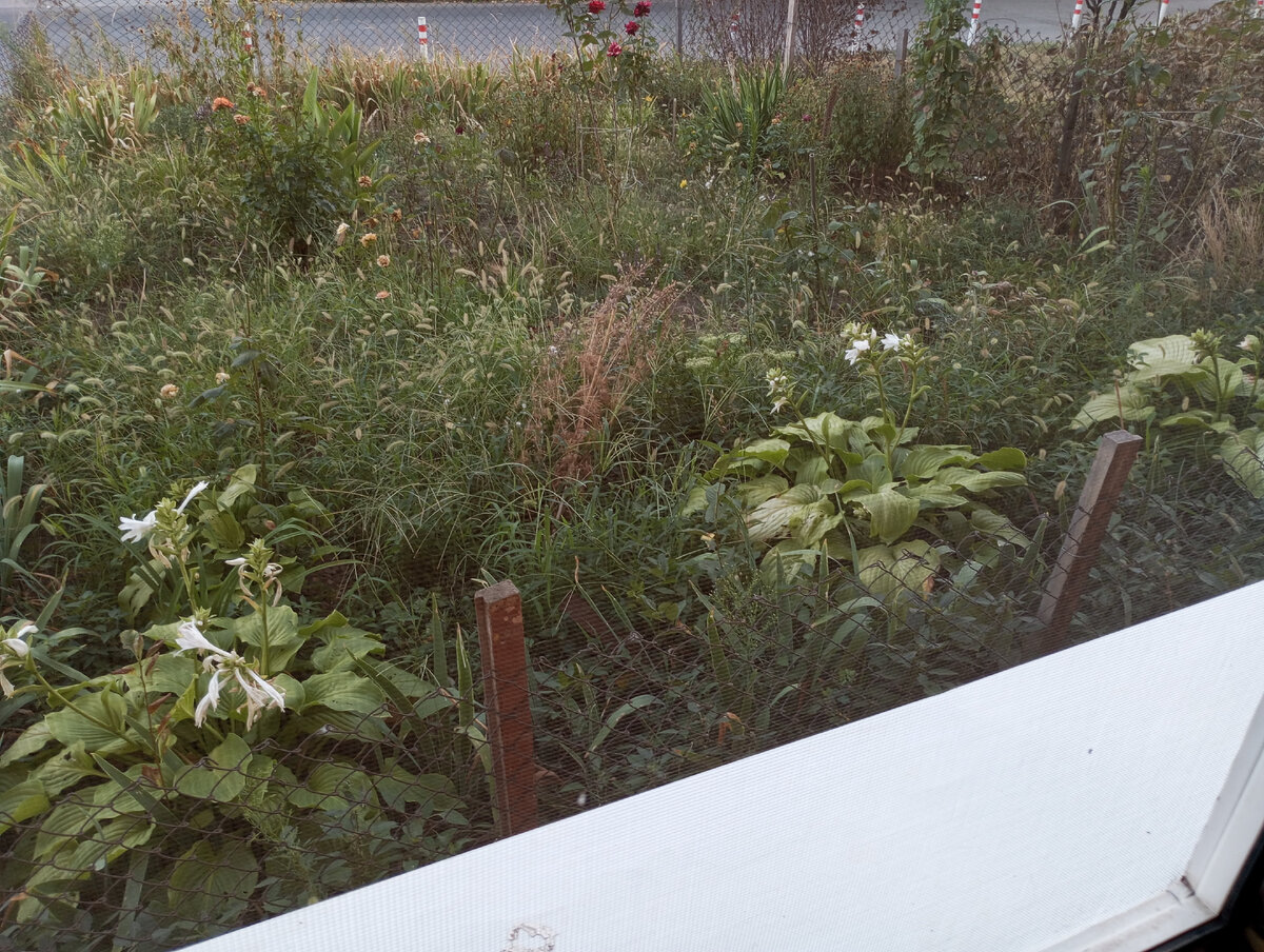 Фото автора. Вид из открытого окна. Рано утром открываем окно настежь. 