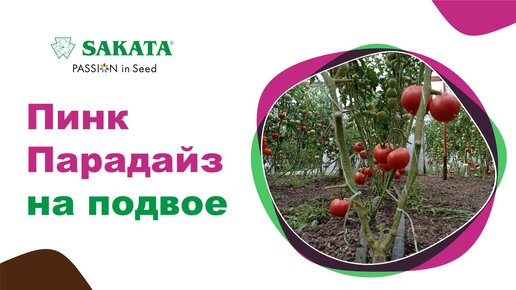 ПИНК ПАРАДАЙЗ на подвое БАУМАН - новое качество! #розовыйтоматнаподвое #лучшийрозовыйтомат #подвой