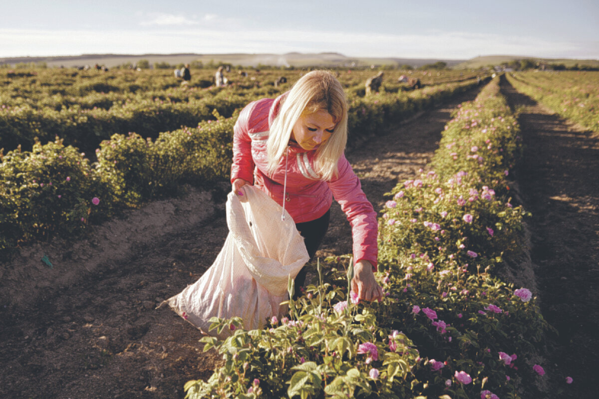 60 тонн эфиромасличной розы, собранной в этом году в Крыму, предназначено для косметической и парфюмерной промышленности. Урожайность этой культуры увеличивается, но эксперты предъявляют к сырью более высокие требования / Фото РИА Новости.