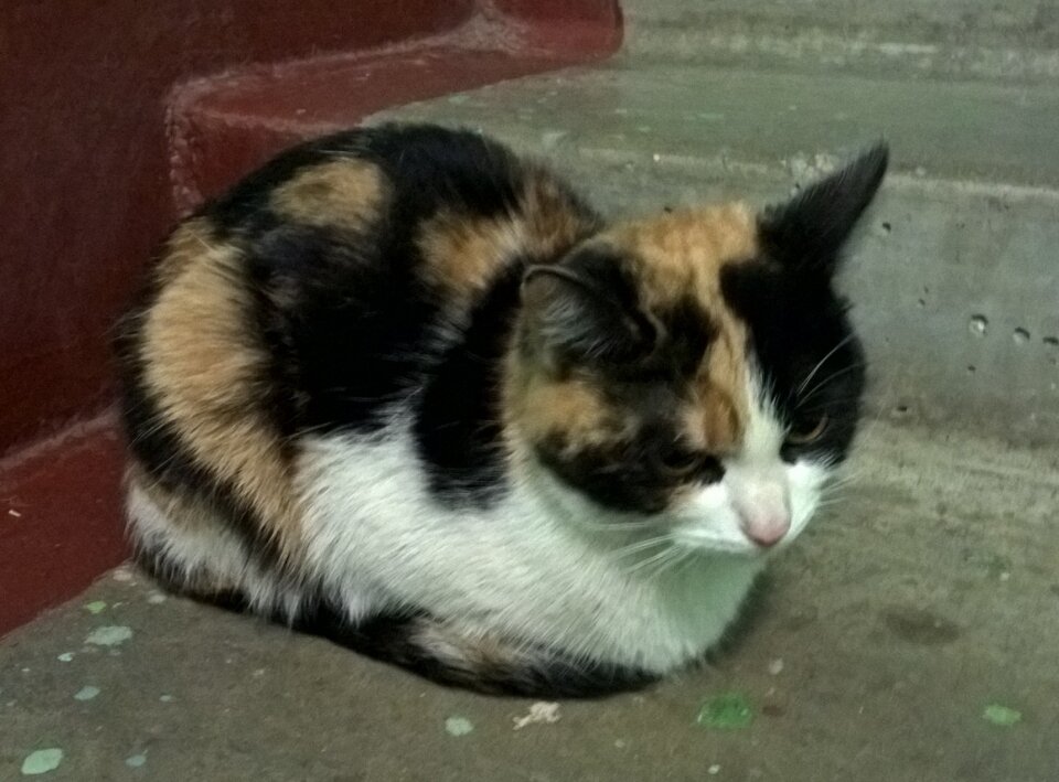 Трехцветная кошка пришла к дому. Трехшерстная кошка порода. Трехшерстная кошка экзот. Трехцветная кошка гладкошерстная. Трехшерстная кошка в доме.