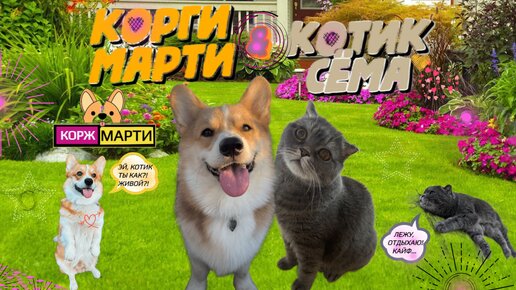 Корги Марти и котик Сёма