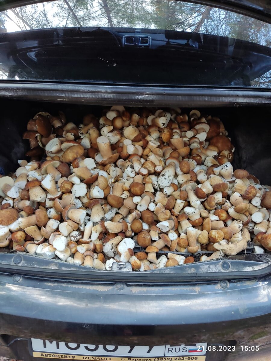 В багажнике не менее 100 кг белого  гриба 