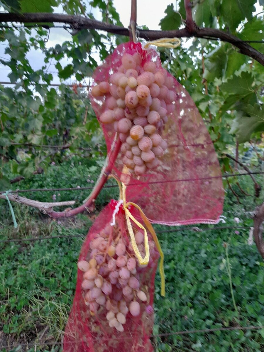 Бананчик розовый виноград