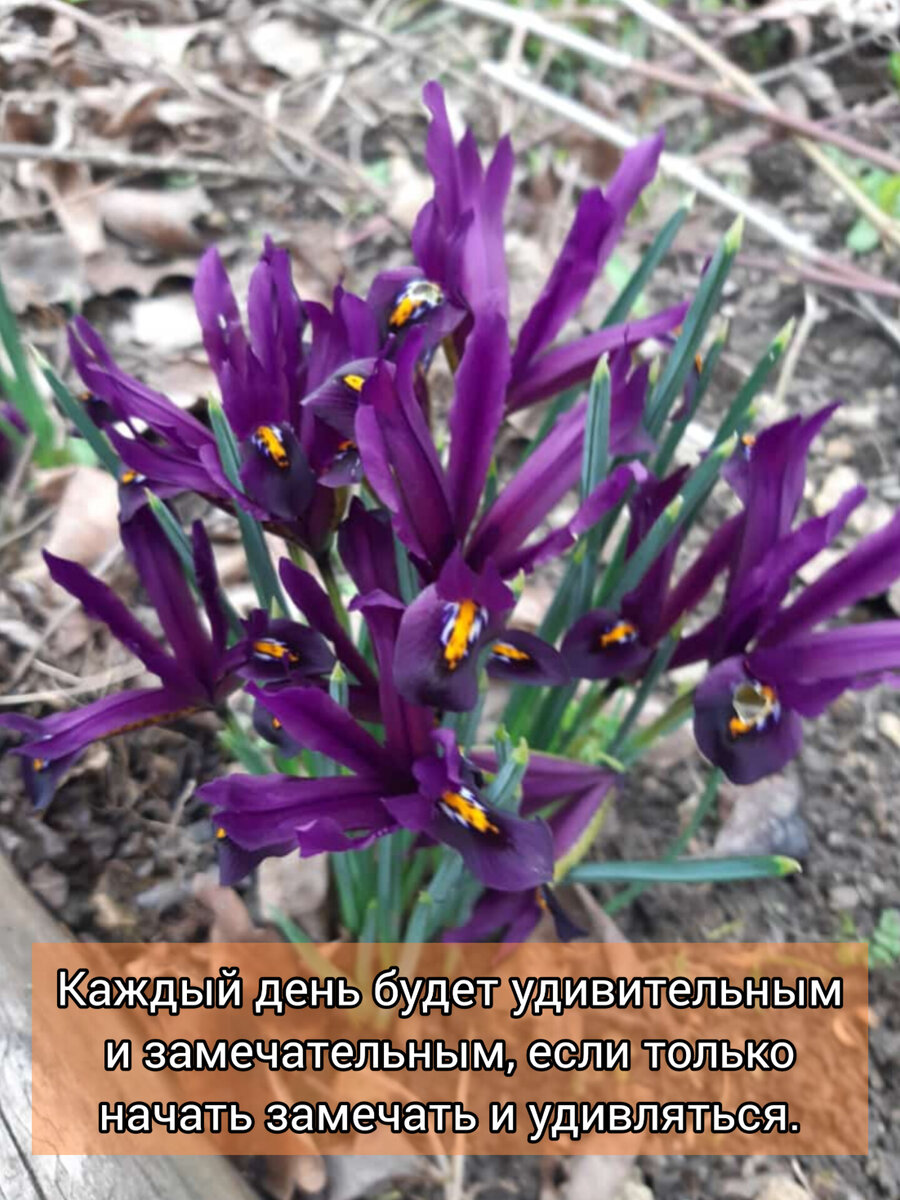 Цветы из Пятигорска