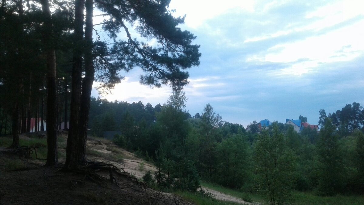 Вечерние сосны.