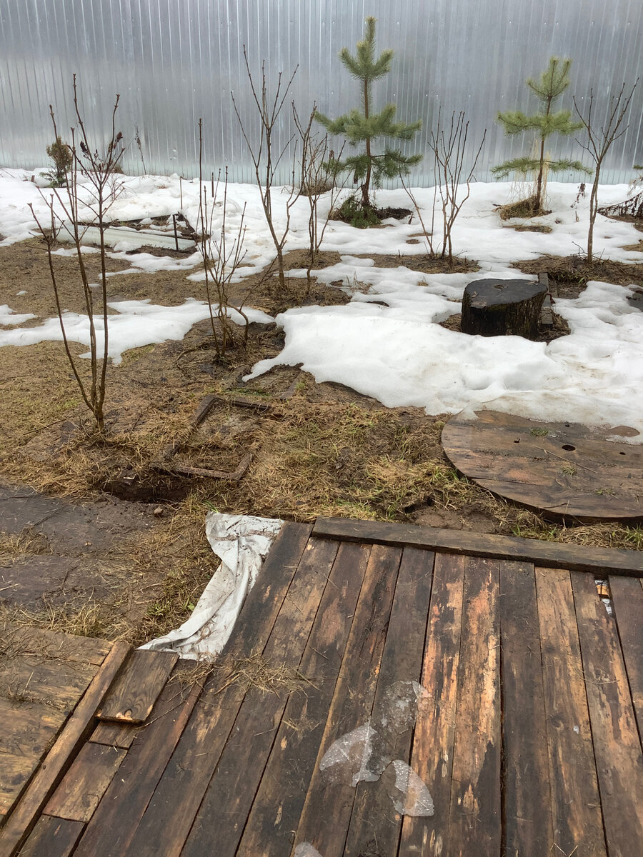 Уголок сиреней 