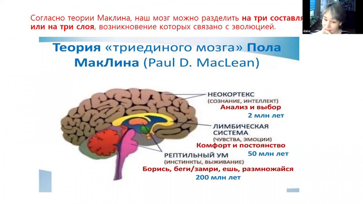 Единый мозг 3 в 1. Теория Триединого мозга пола Маклина. Лимбическая система и неокортекс мозга. Рептильный мозг и неокортекс. Мозг рептильный лимбический неокортекс.