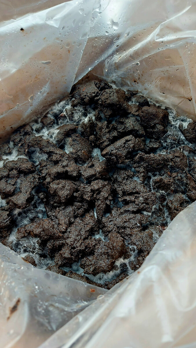 Зарастание мицелия