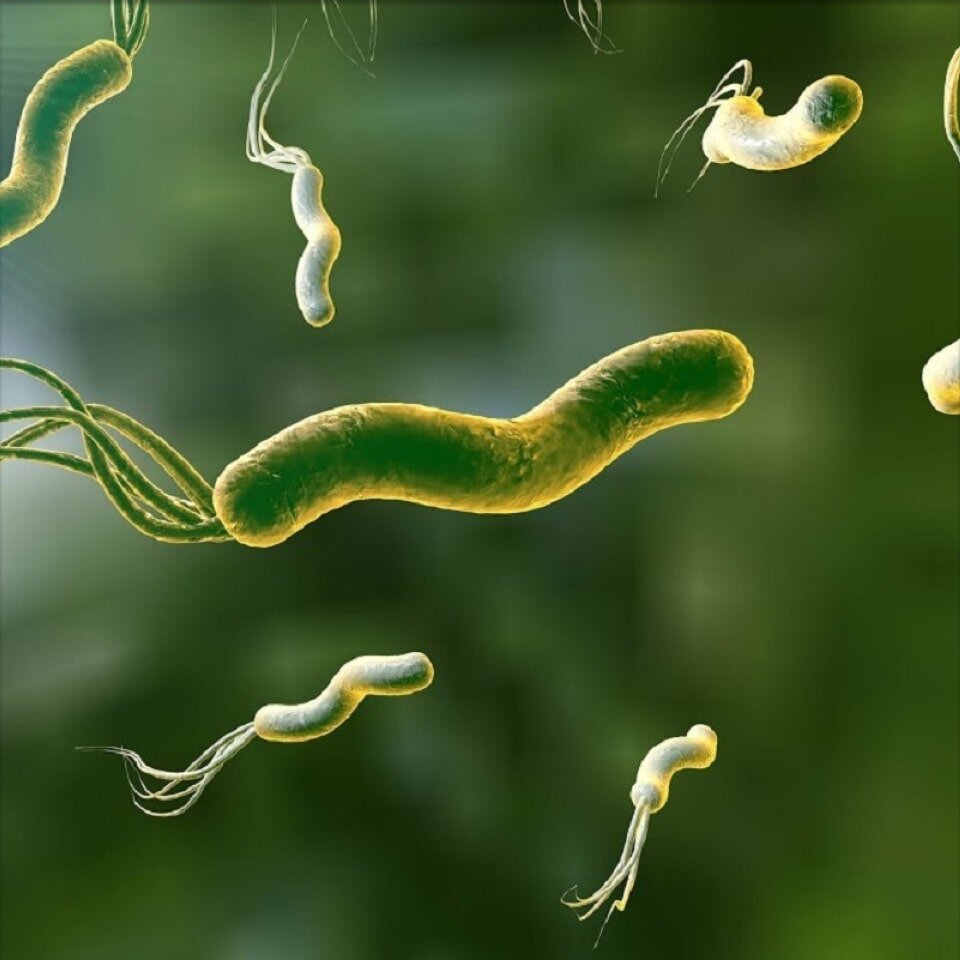 Бактерия Helicobacter pylori: выявление и лечение