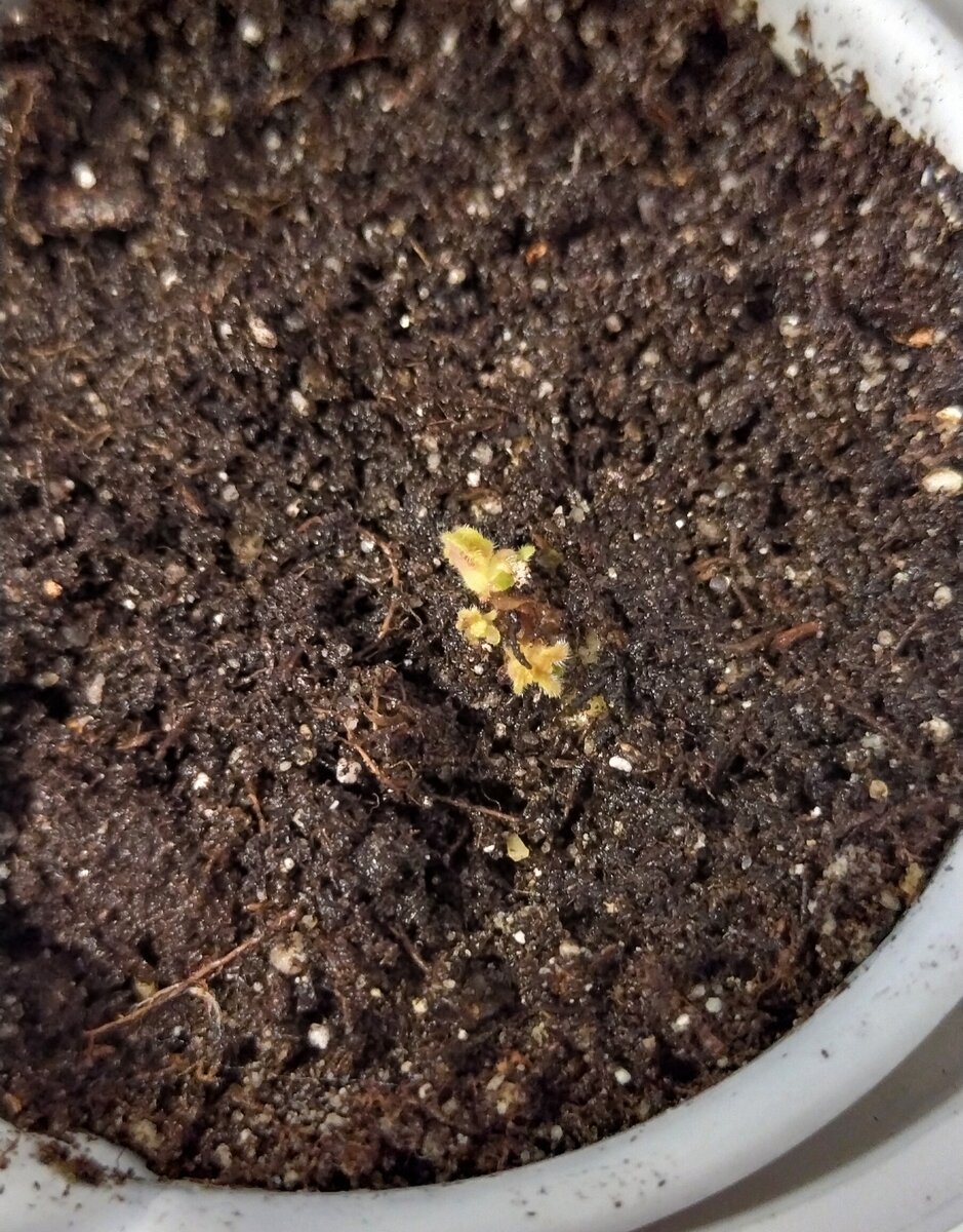 Клубенёк с тремя росточками.