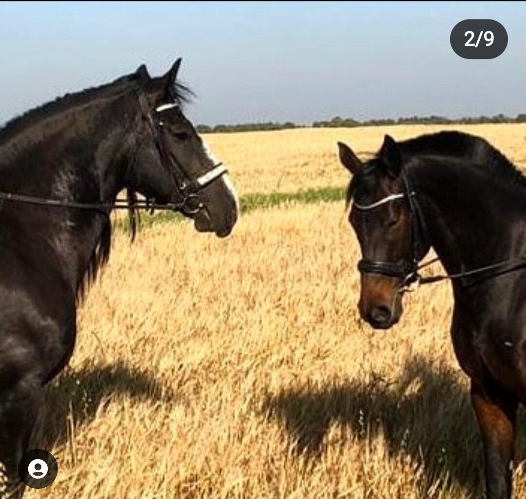 Дора и Дизель, 2019 год