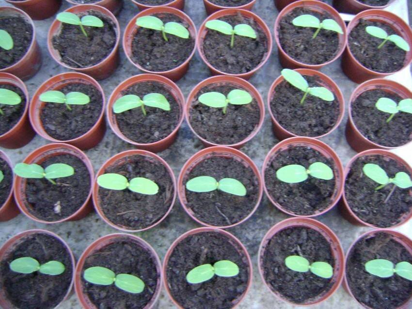 посадка огурцов на рассаду. огурцы пикирование рассады. огурцы садить на рассаду в 2024 году. огурцы рассада. огурцы садить на рассаду в 2024 году.