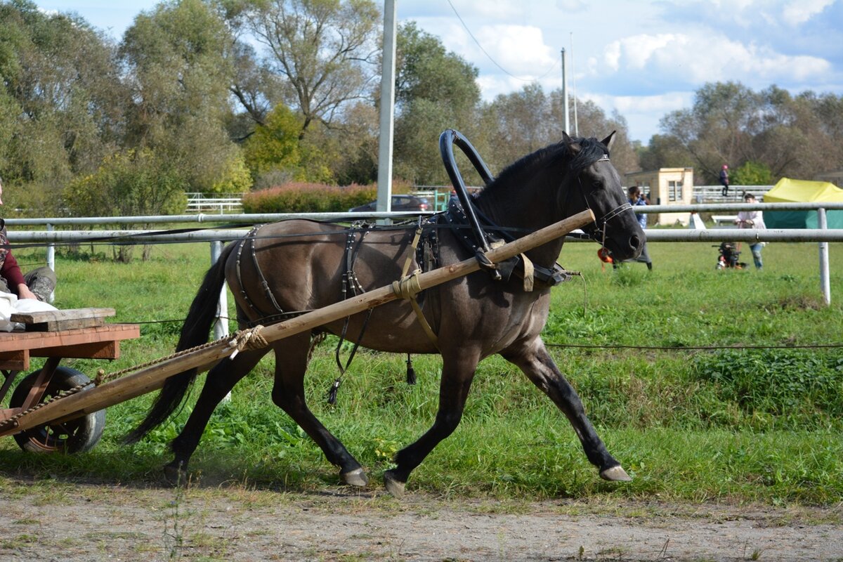 Резонанс
