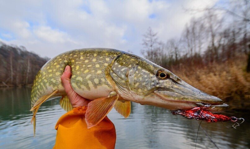 Где искать рыбу в апреле