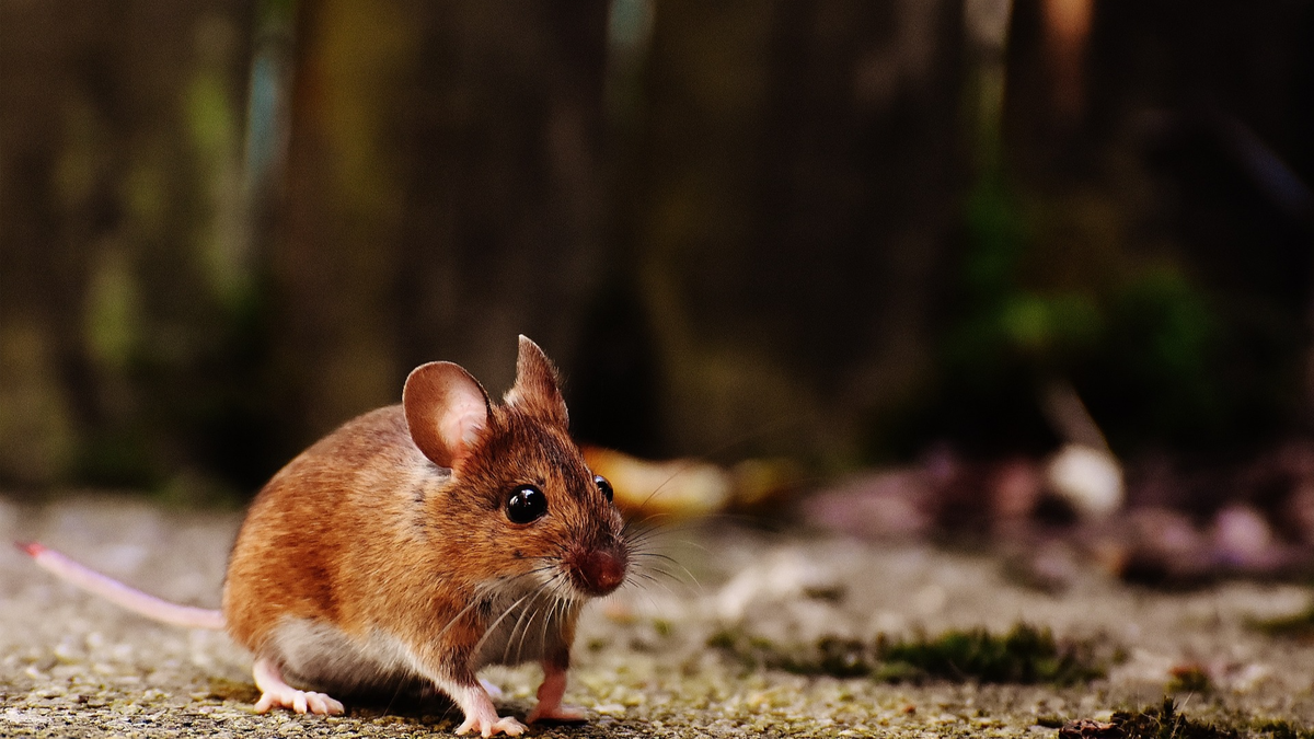 Действенный совет для всех дачников. Мыши являются одной из главных проблем любого дачника. Названы два эффективных способа избавиться от грызунов, благодаря которому они забудут дорогу к огороду.