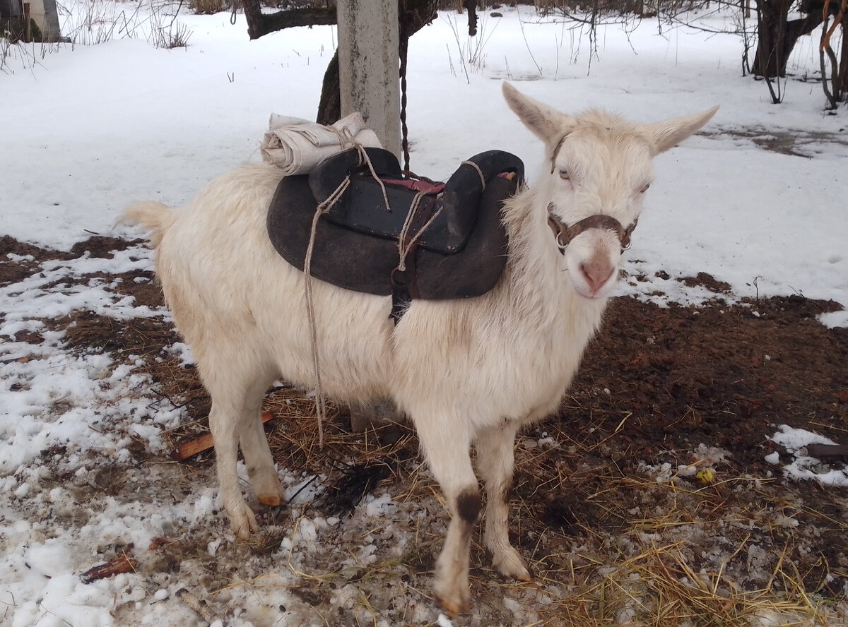 Козел-Козел перед походом