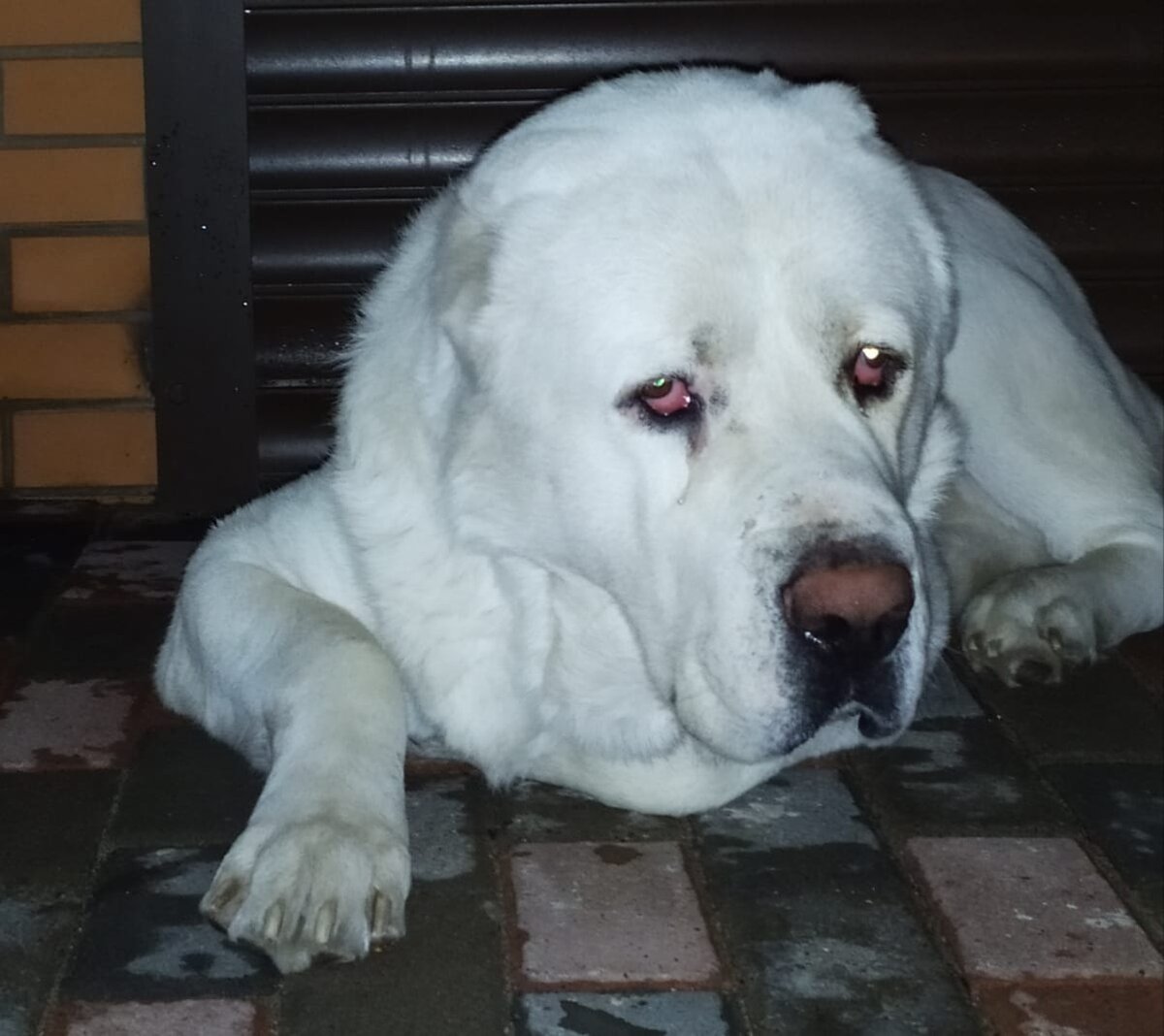 это не конь! Повторяю: это не конь! Это собака!