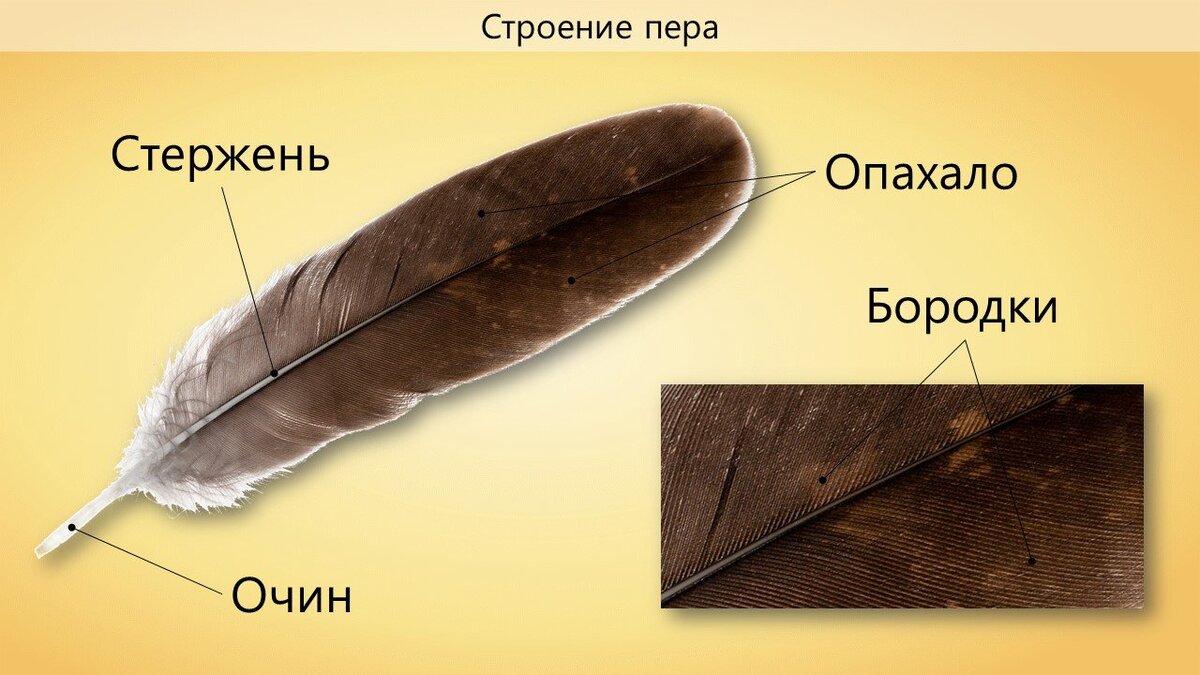 Пера это. Строение пера. Строение пера птицы. Строение птичьего пера. Перо строение.