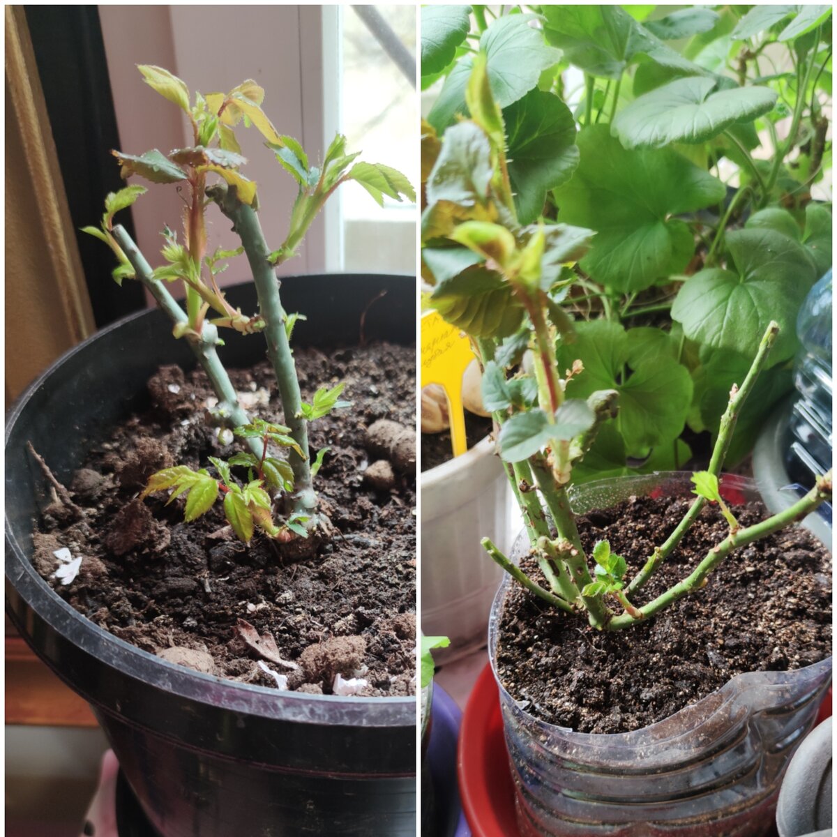 Слева - Керио, справа - Вувузела