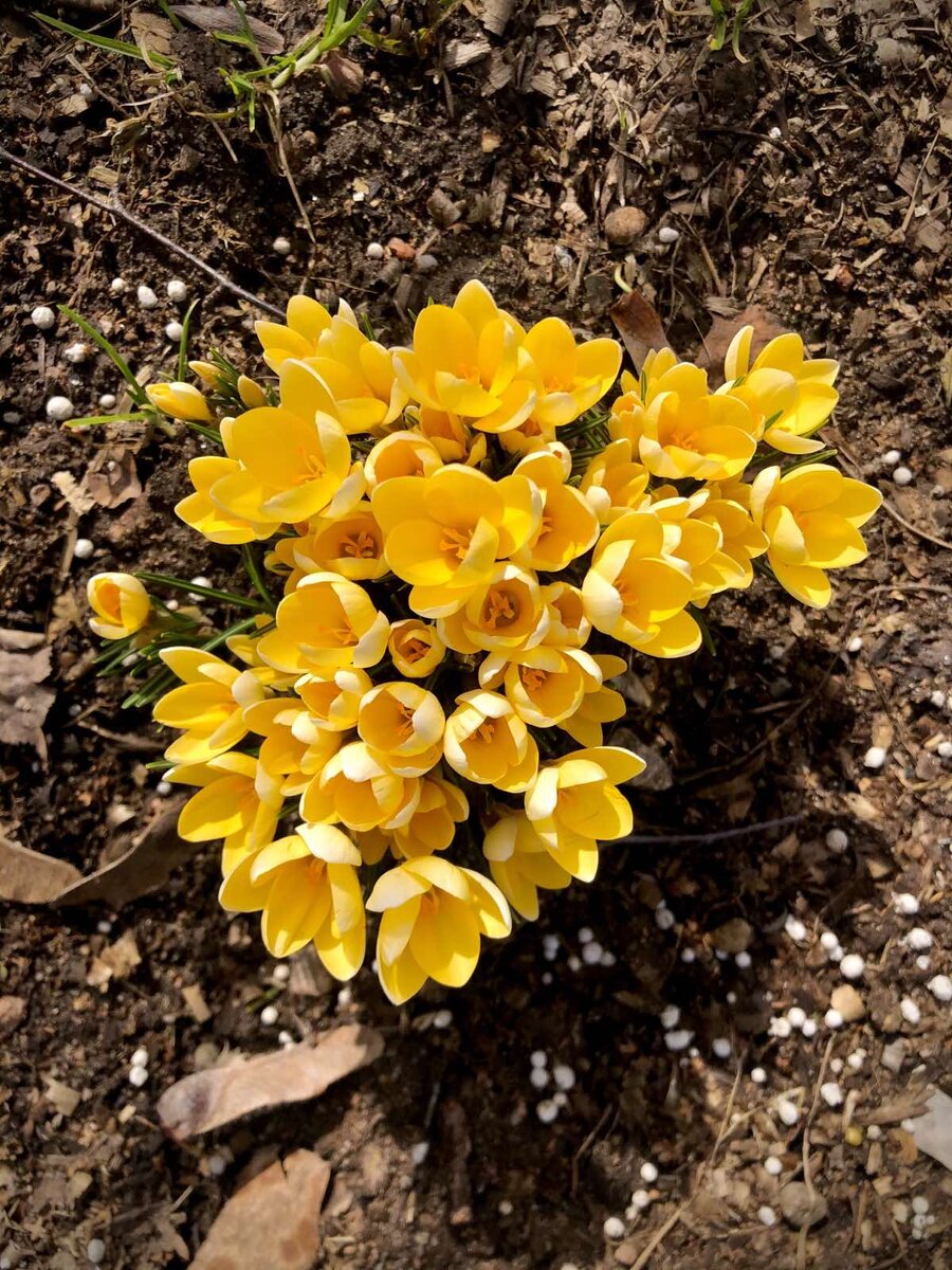 Крокус жёлтый. Солнце. День. Нет! Не хочется нам в тень!