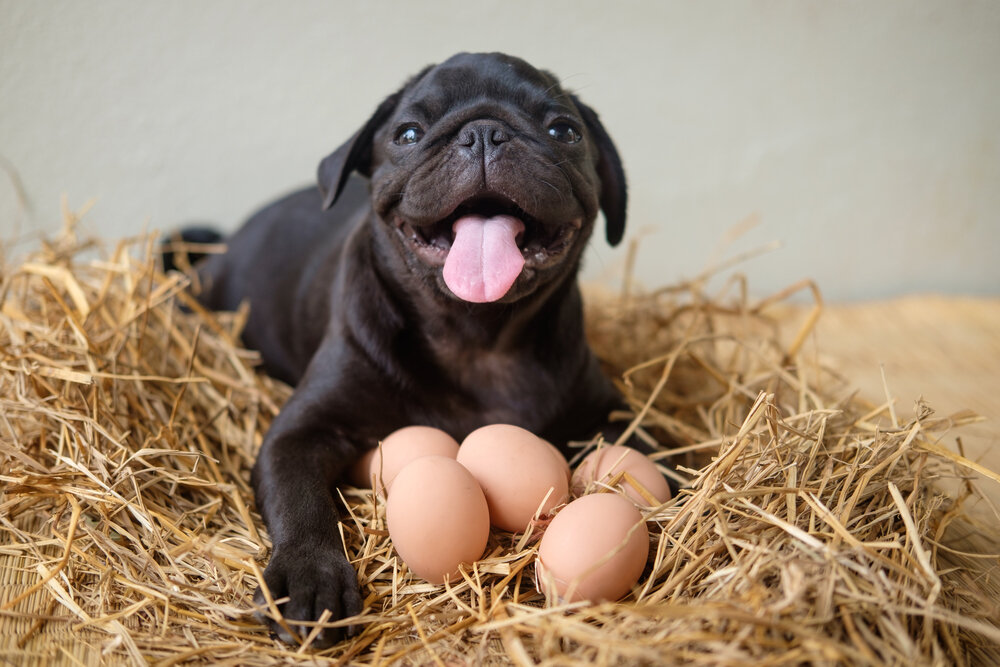 Фото собачьих яиц