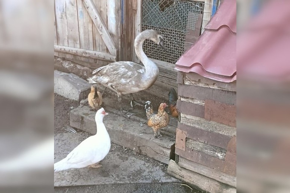     Спасенный лебедь вполне комфортно чувствует себя на птичьем дворе. Фото: Рыболовное сообщество г. Абдулино