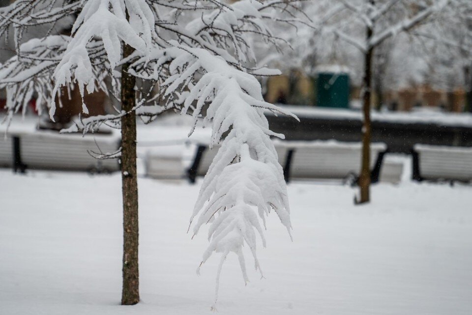     Упавшее дерево насмерть придавило человека в Курортном районе Петербурга.  ПЫХАЛОВА Юлия (архив)