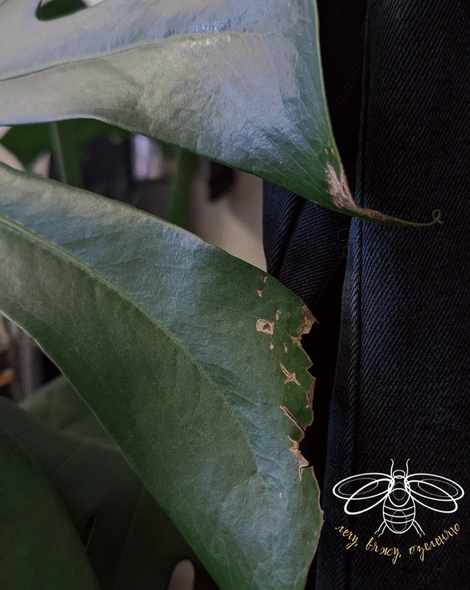 Как вы знаете, все мои шерстяные живы и здоровы 