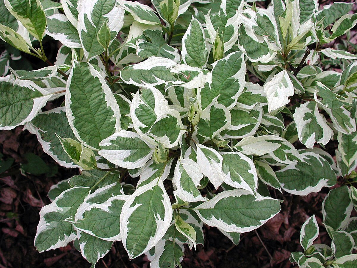 Дерен белый, Свидина белая `sibirica variegata `