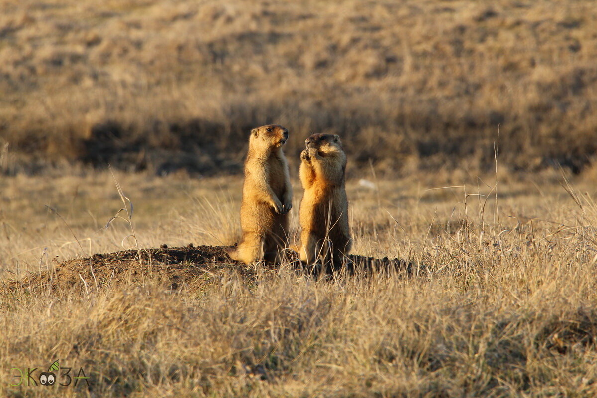 Сурки байбаки.