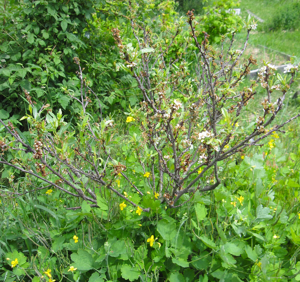 Монилиальный ожог на вишне степной. Несколько лет без обработок – и деревце приказало долго жить. Эта форма забо.левания особо опасна для вишни обыкновенной и войлочной. Хотя как плодовая гниль и на яблонях с грушами может проявляться. Фото автора