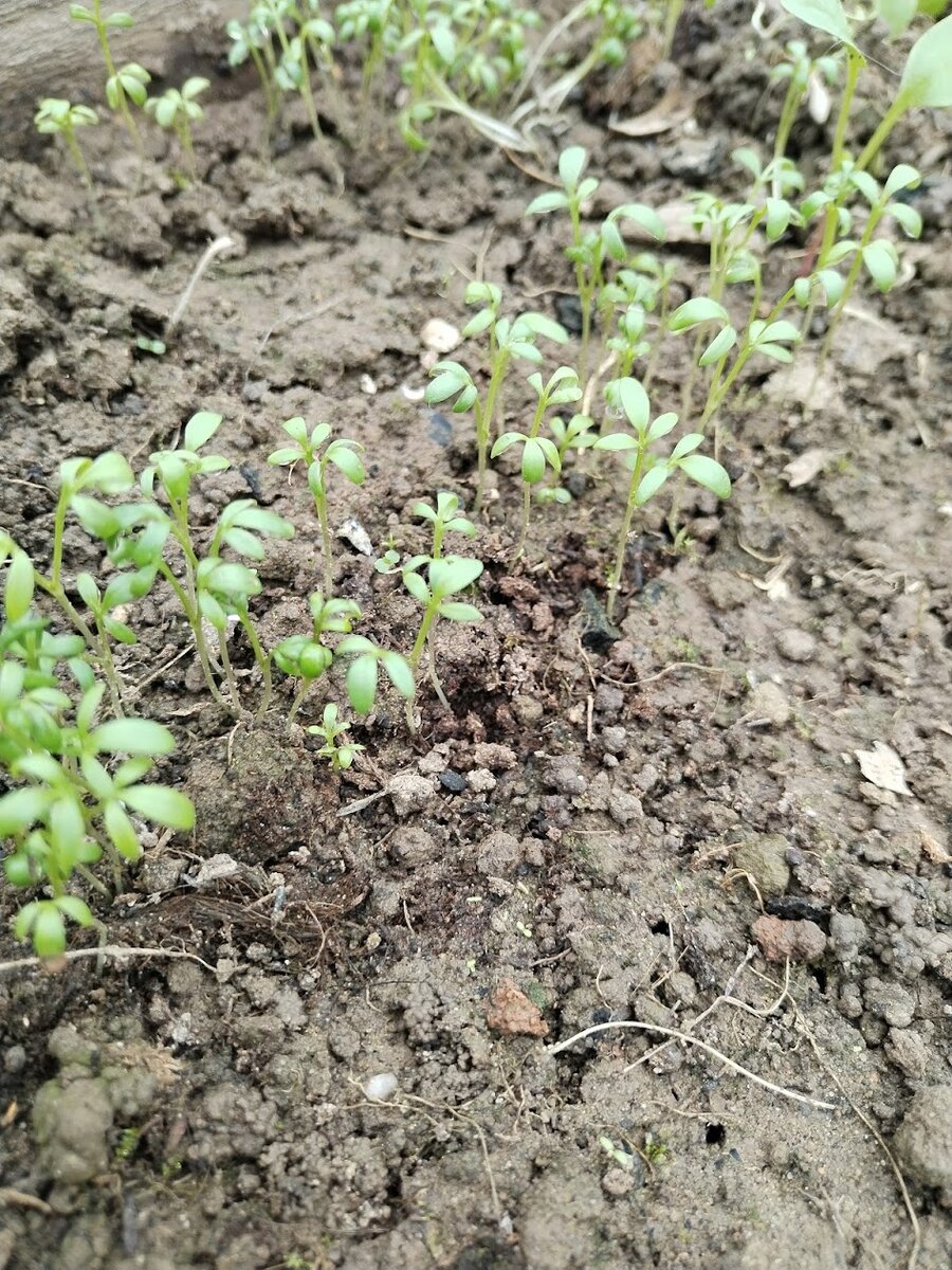 Кресс салат, которому 2 недели:)