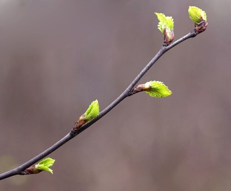 Почки и листья в апреле обладают особенной пользой для организма! Изображение из открытых источников