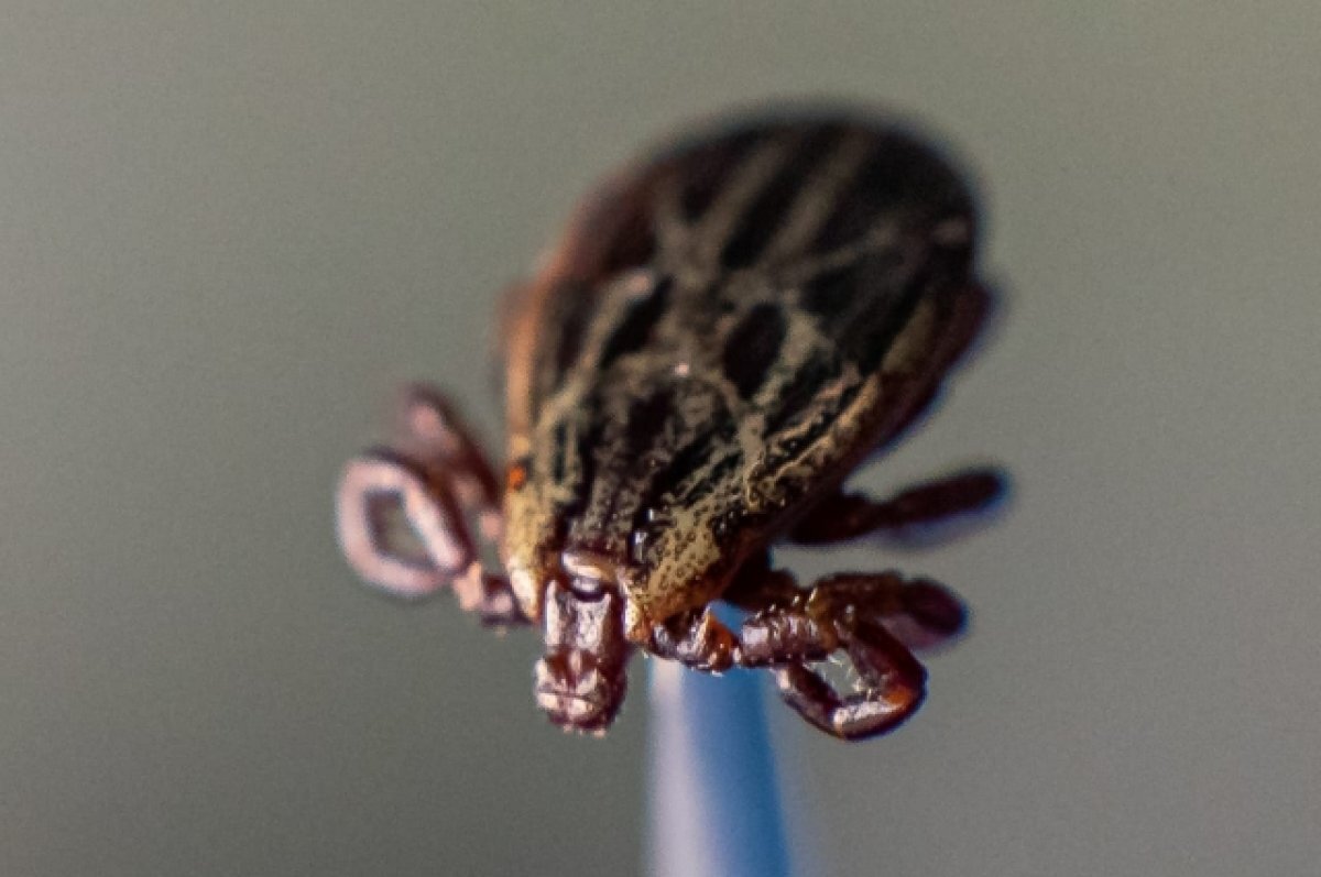    Страховщики зафиксировали первое в 2023 году обращение по укусу клеща