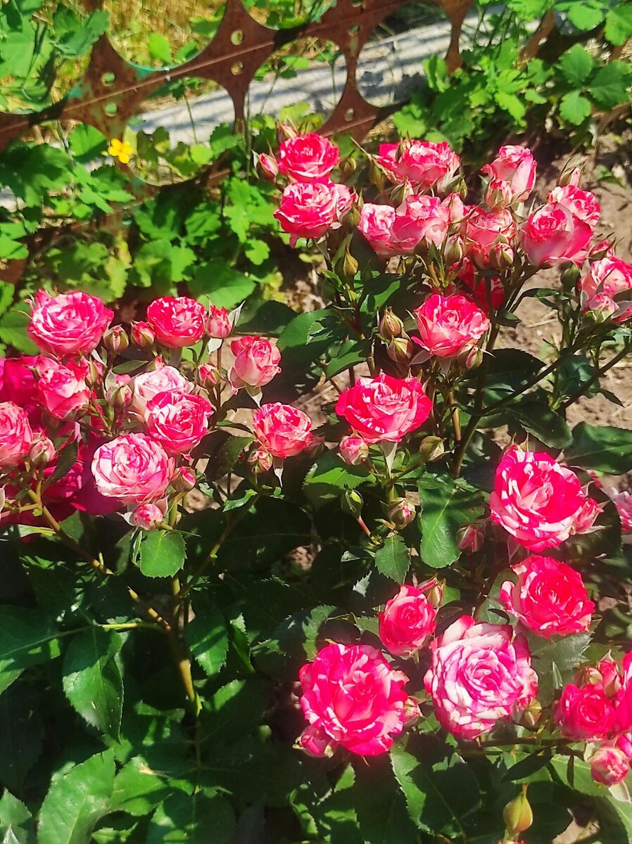 Всем здравствуйте . Сегодня продолжу рассказывать о 🌹 спрей.Файер Воркс.Посадка данной розы была в 2019 году. Роза имеет довольно миниатюрную высоту в 30-50 см.-2