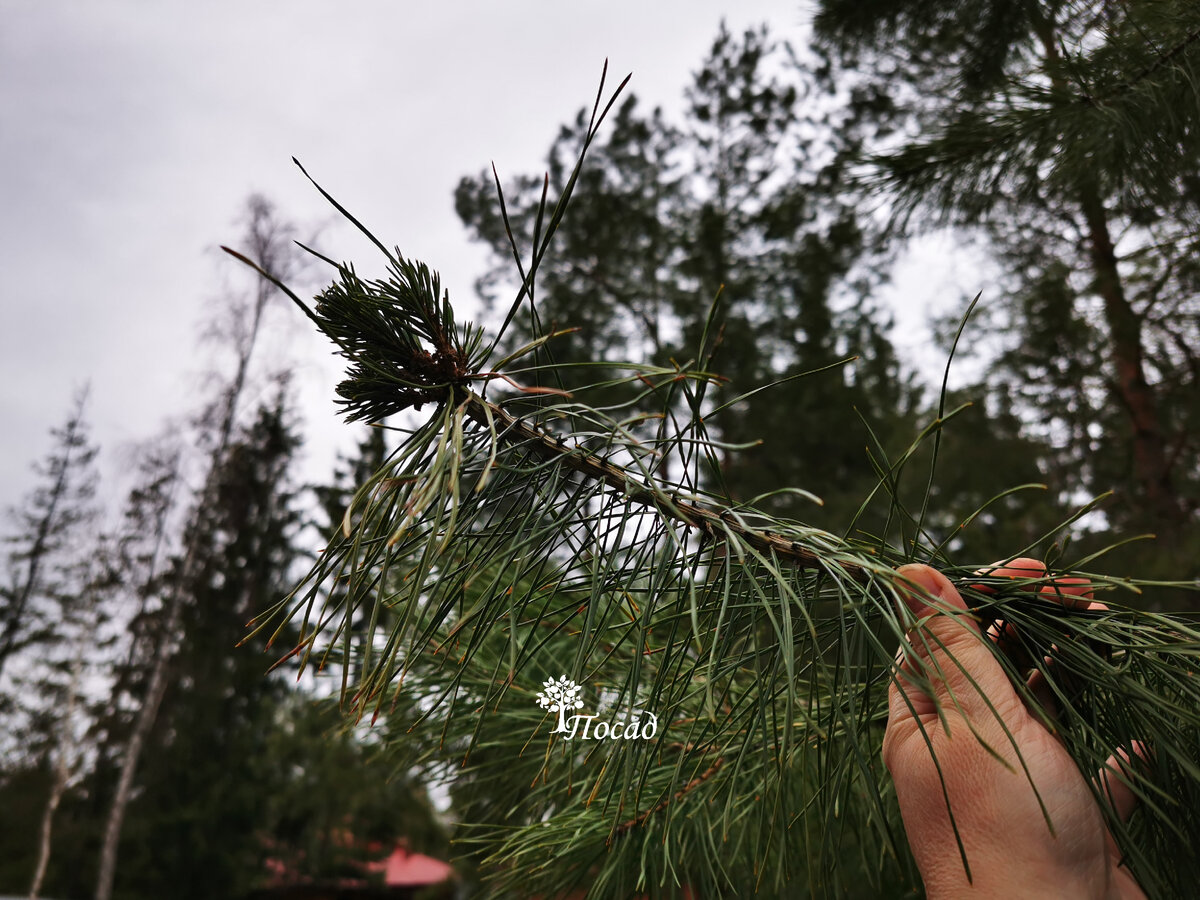 Нашла такое необычное образование на молодой сосне.