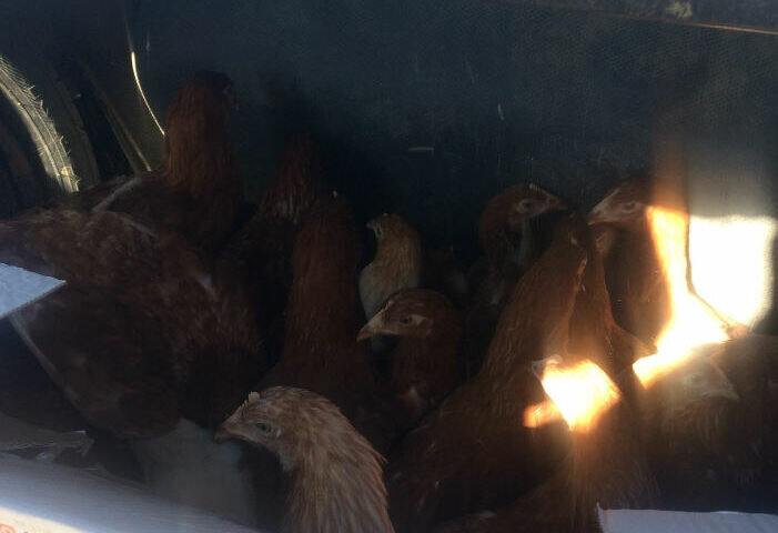    Из Оренбуржья пытались незаконно вывезти 40 голов птицы в Казахстан Кристина Просвиркина