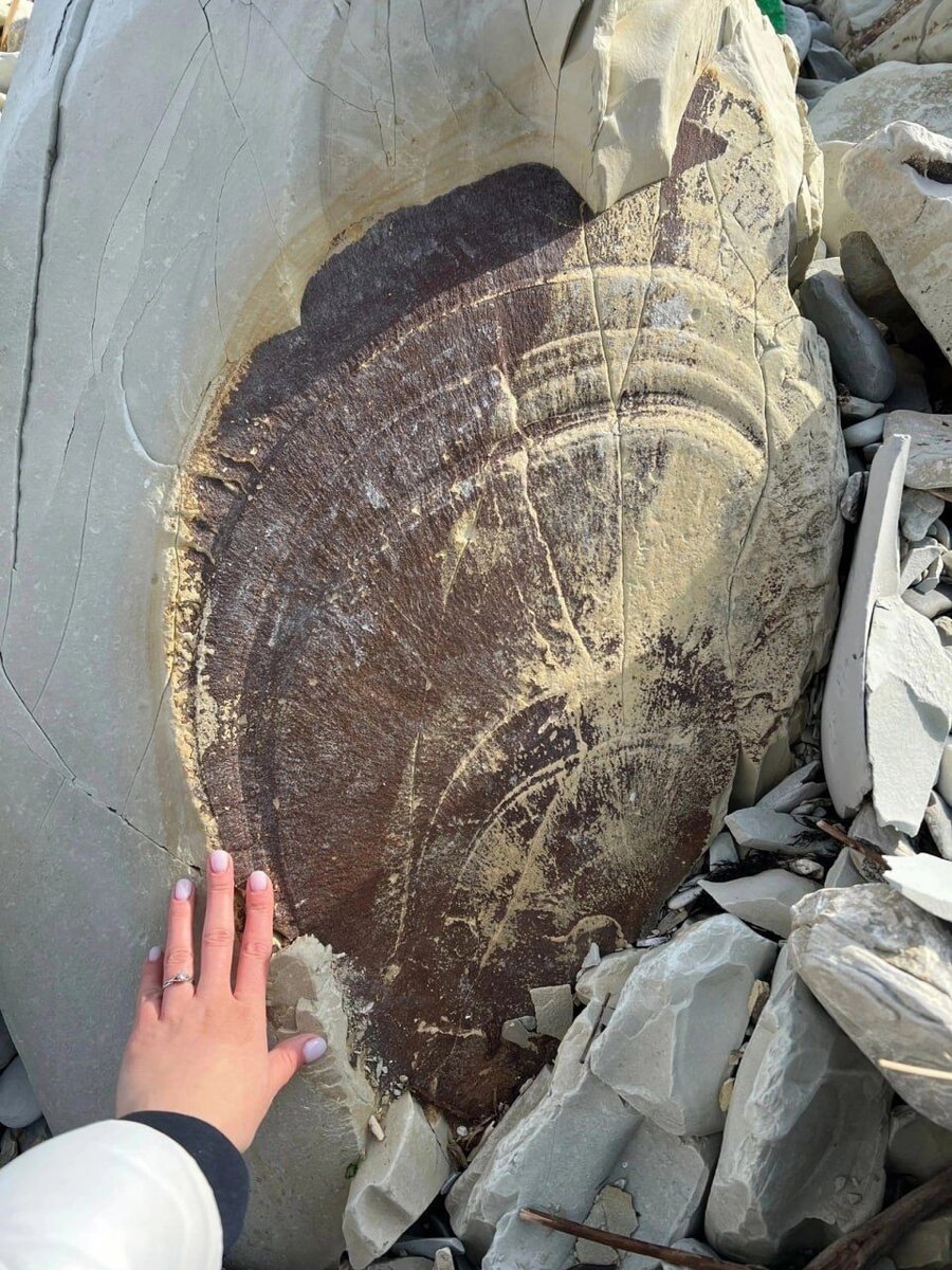    Один из древних экземпляров нашли на берегу моря. Фото: "Наша Газета"