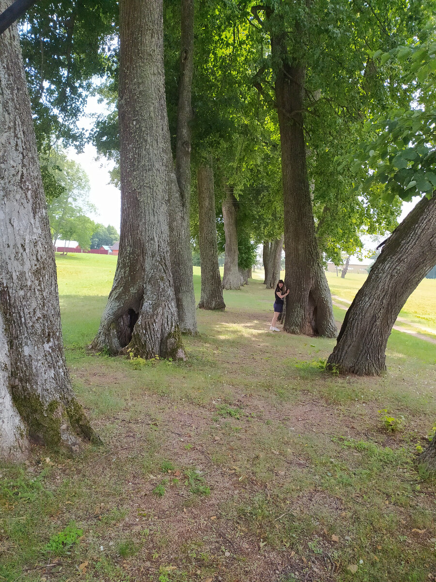 Липовая аллея в деревне Двинь-Покровское (фото автора) листайте далее