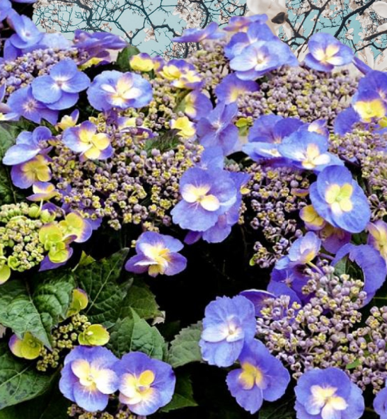 гортензия "Blueberry Cheesecake"