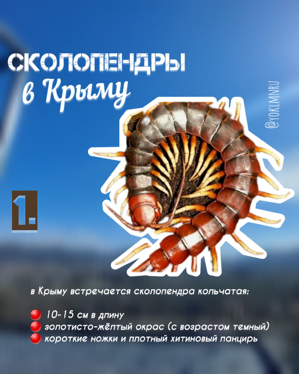Как выглядят крымские сколопендры