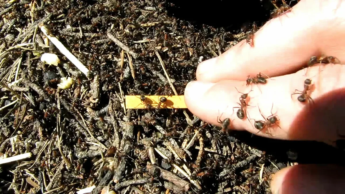 фото из свободного источника.