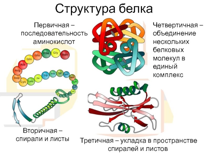 Структуры белковых молекул