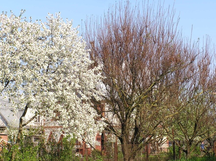 Слева цветёт вишня, справа абрикос после цветения, пораженный монилиозом